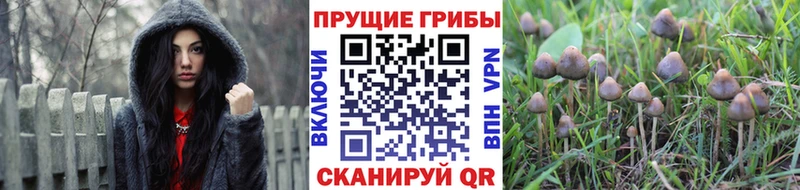 Галлюциногенные грибы Magic Shrooms  Спасск 